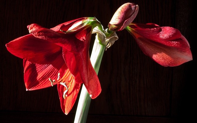 Des plantes idéales pour rehausser la beauté d’un intérieur