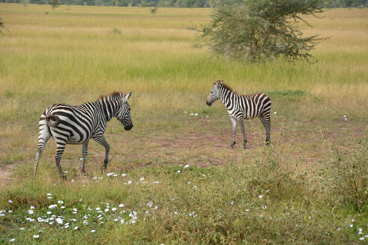 Les parcs transfrontaliers à découvrir en Afrique