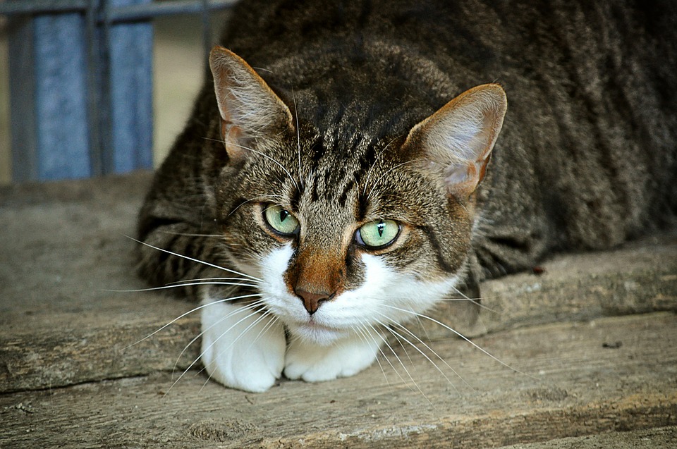 Apprendre à prendre soin de son chat