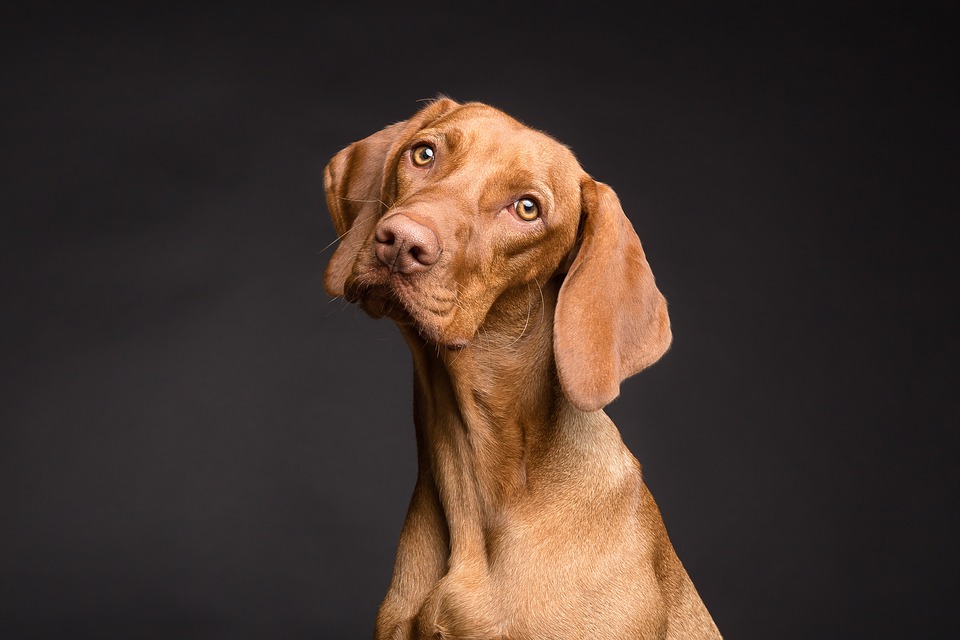 Comment choisir la bonne race de chien ?