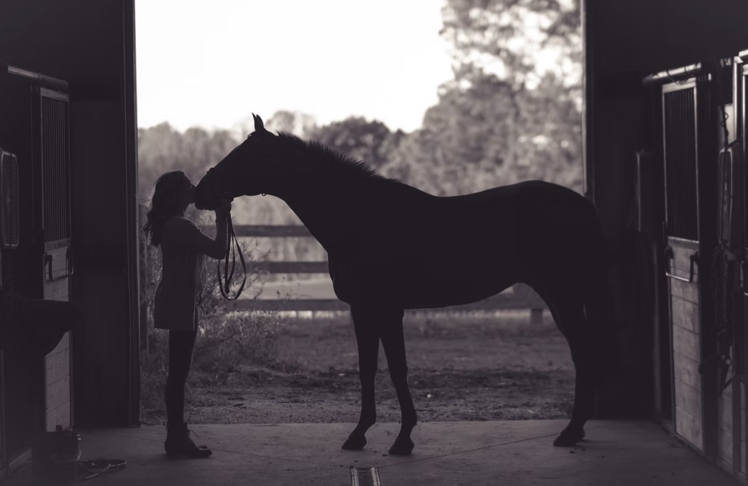 La pension pour cheval : comment choisir une pension pour son cheval ?